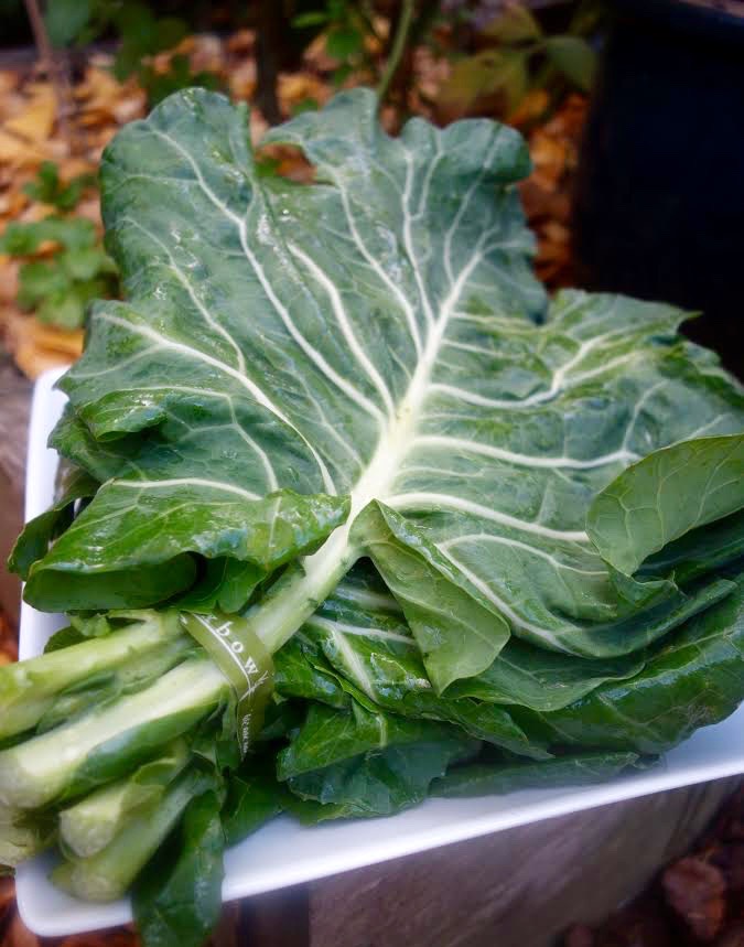 Greens_Collard