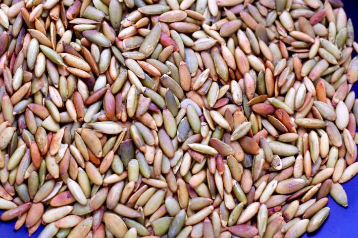 Seeds